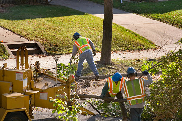 Best Root Management and Removal  in Coaldale, PA